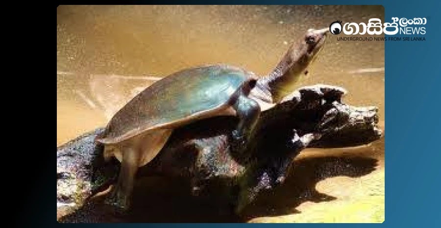 AEn0k si7FOyse91j0OXqpfUj0 KFD exTXRDADFjOgMRaujsyaCEKzlCIFWsrBRpmdjrzJm5SGThfDz3kKWd4hhyqT7IK1gHg8.jpeg